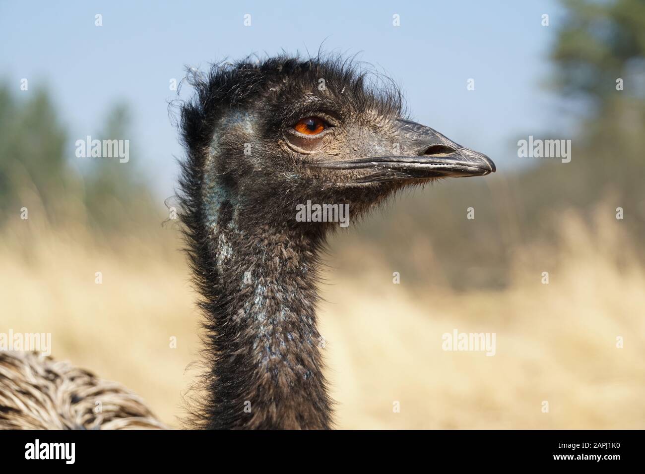 Eine Seitenansicht einer großen emu mit hell bernsteinfarbenen Augen, die in der Ferne abschauen. Stockfoto