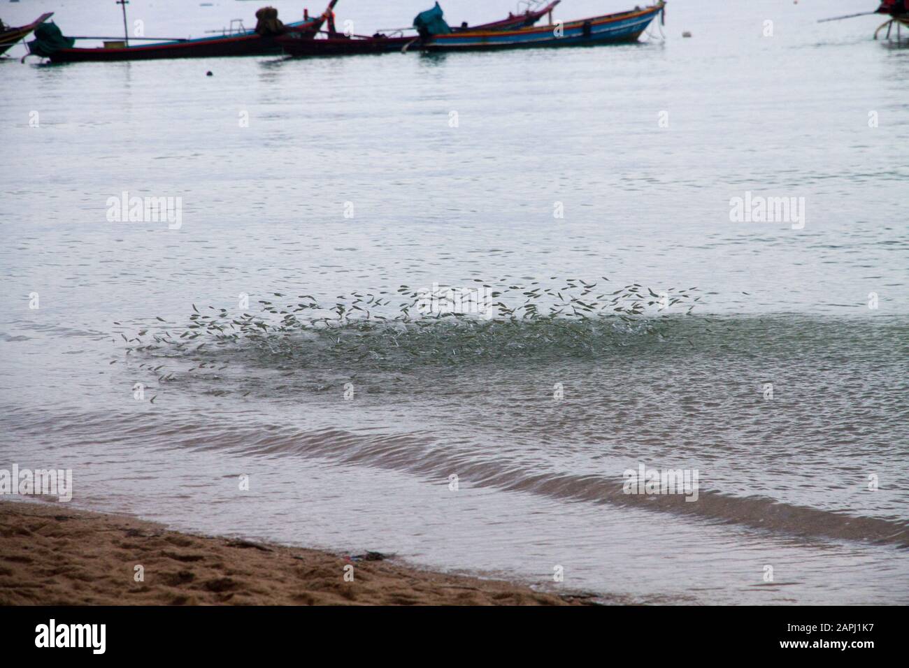 Ko Tao Fisch, Thailand Asien Schwarm kleiner Fische, die auf dem Wasser juncken, Stockfoto
