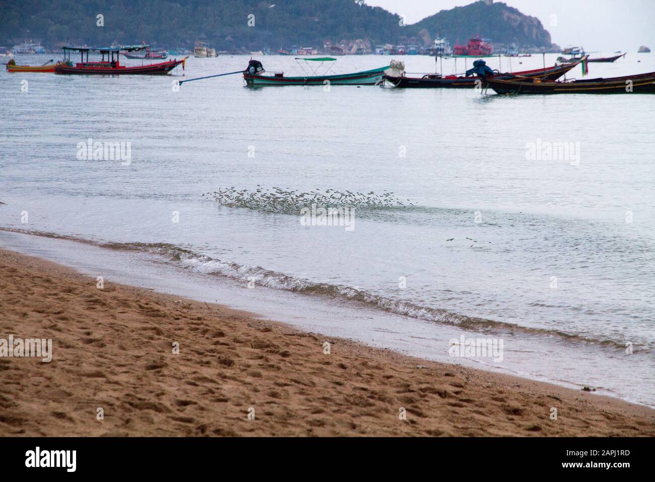 Ko Tao Fisch, Thailand Asien Schwarm kleiner Fische, die auf dem Wasser juncken, Stockfoto