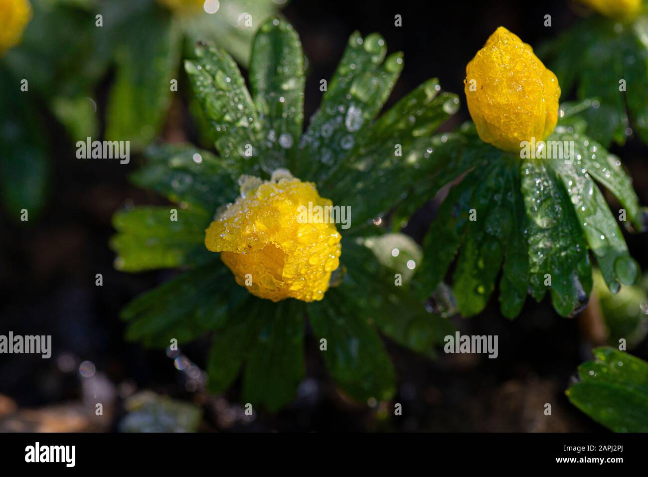 Winteraconite (Erantis hyemalis) mit schmelzendem Frost bedeckt Stockfoto