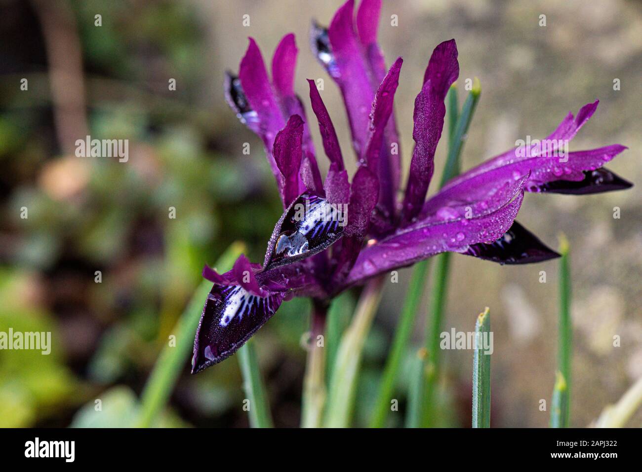 Wassertropfen auf den Blumen einer retiziulierten Iris "Pauline" Stockfoto