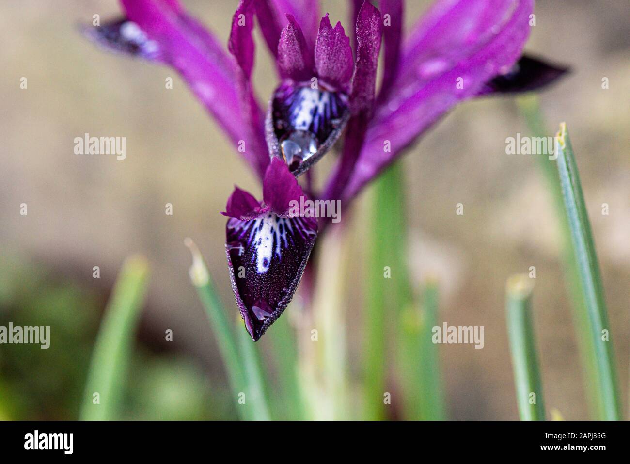 Wassertropfen auf den Blumen einer retiziulierten Iris "Pauline" Stockfoto