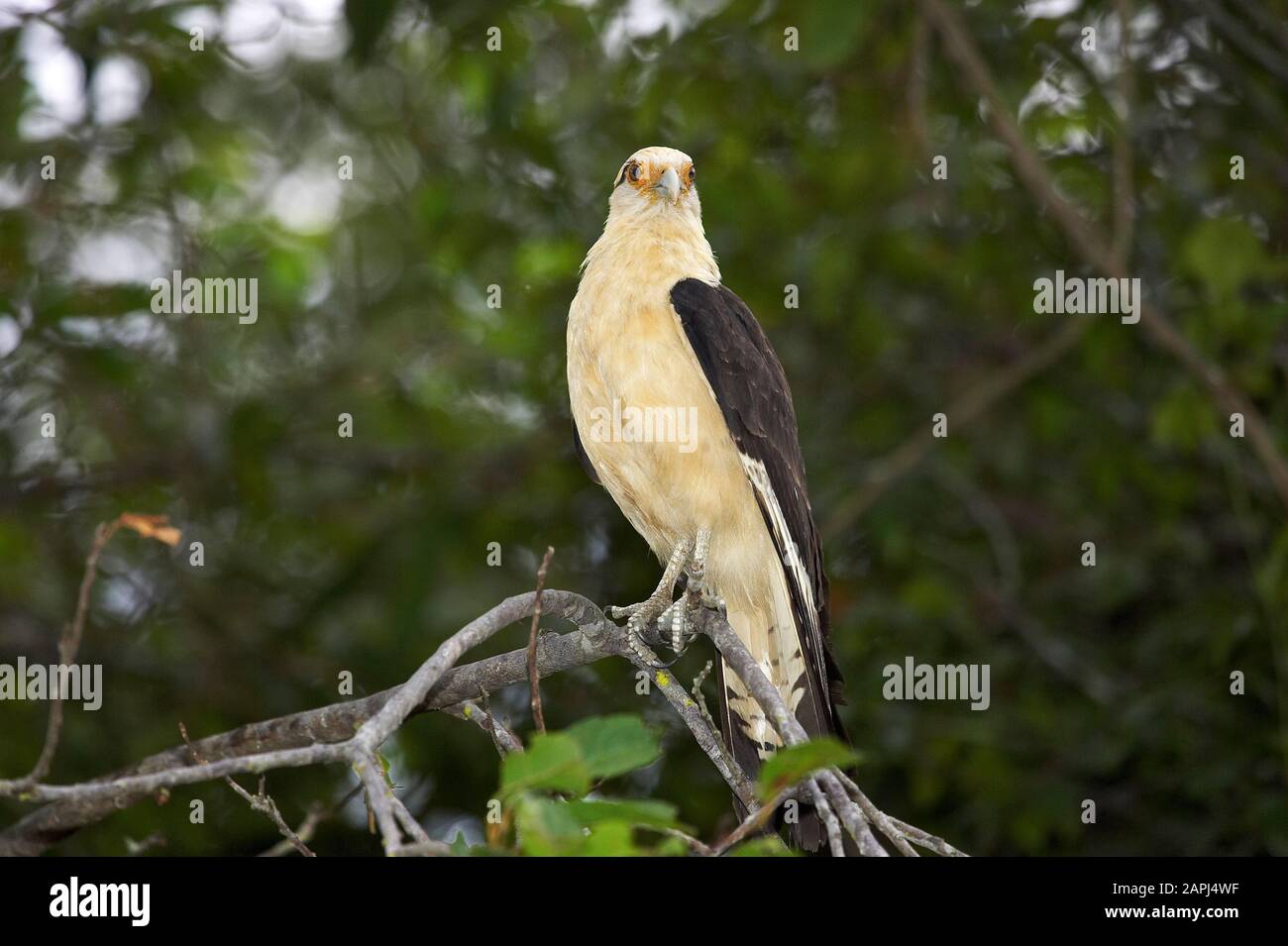 Yellow-Headed Caracara, milvago chimachima, Erwachsener, der auf Einer Filiale steht, Los Lianos in Venezuela Stockfoto