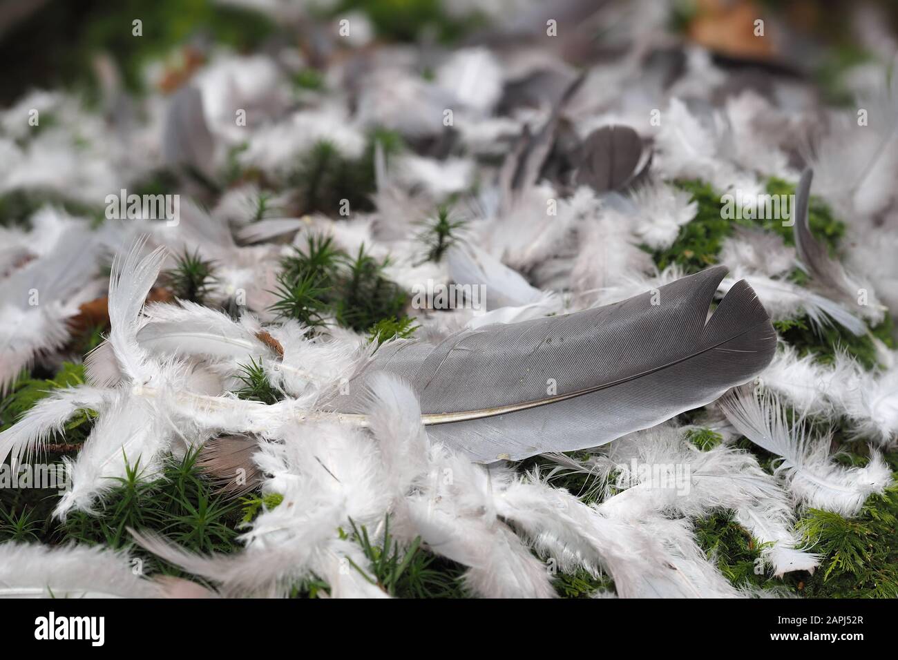 Holzwaufenfedern sind alles, was nach einem Sparrowhawk-Töten zurückbleibt. Tipperary, Irland Stockfoto