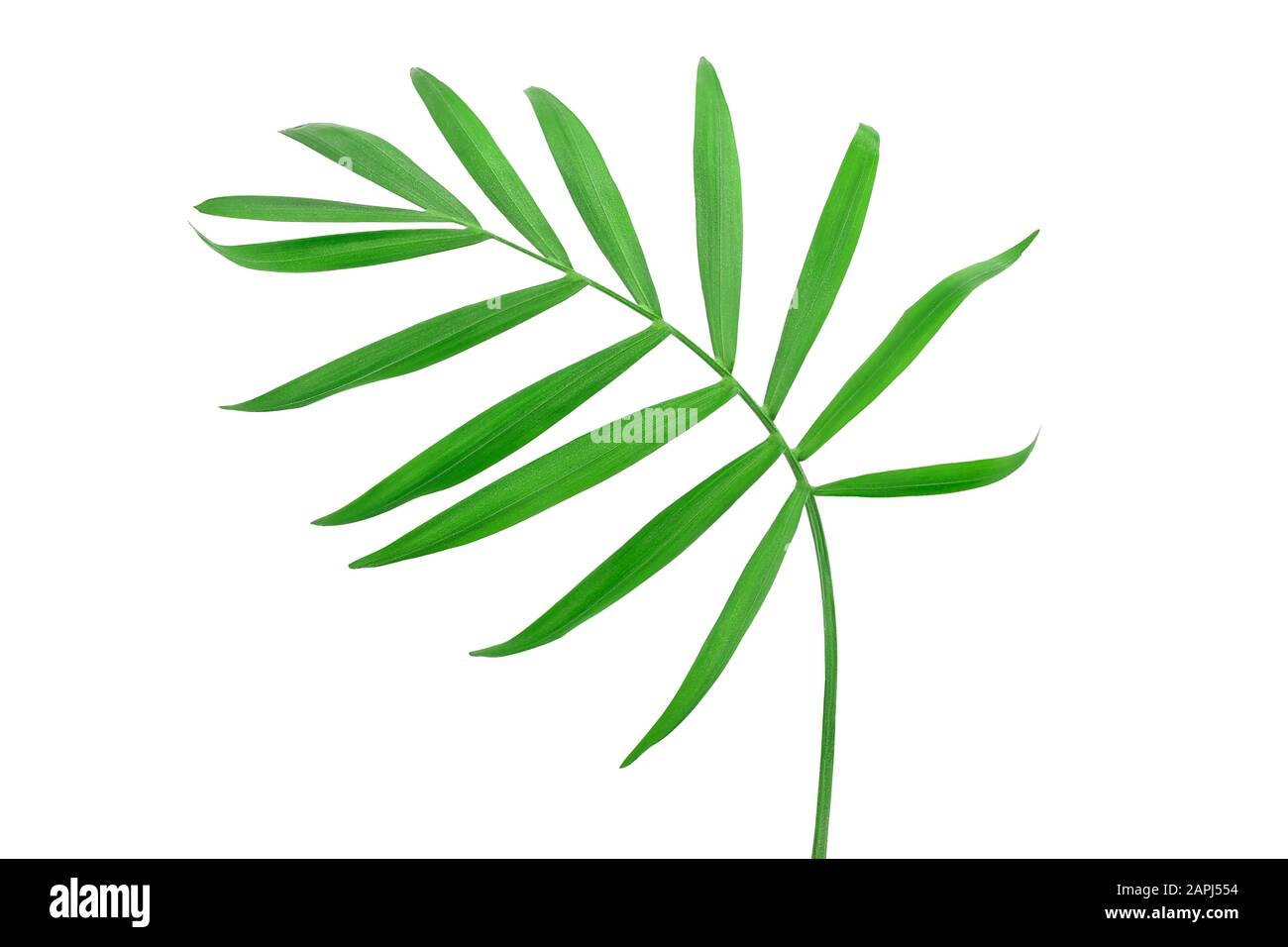 Grüne Blätter der Palmen am weißen Hintergrund mit Freistellungspfad isoliert Stockfoto