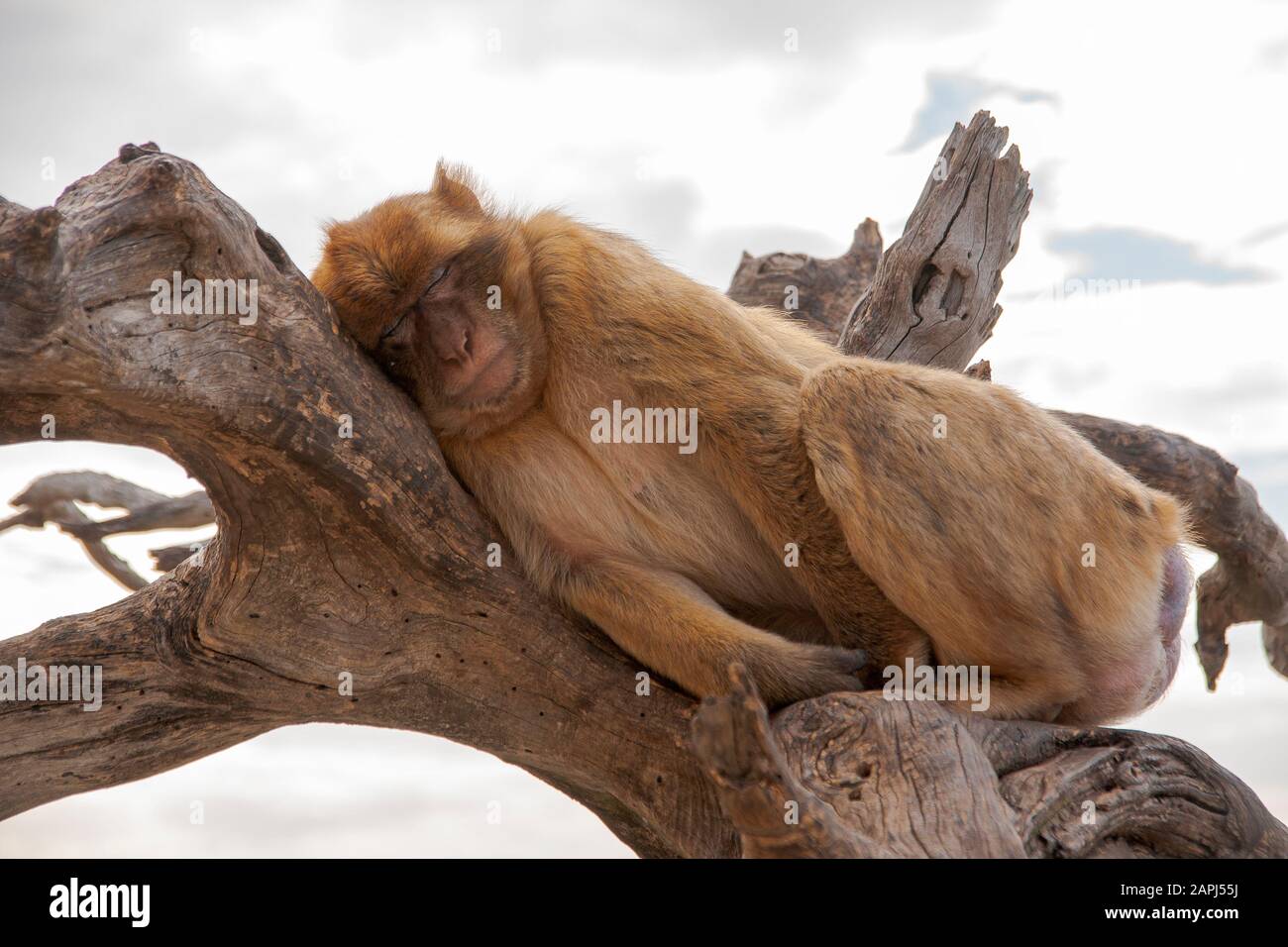 Makaque oder gibraltar Affe, der in den oberen Bereichen des Felsens lebt Stockfoto
