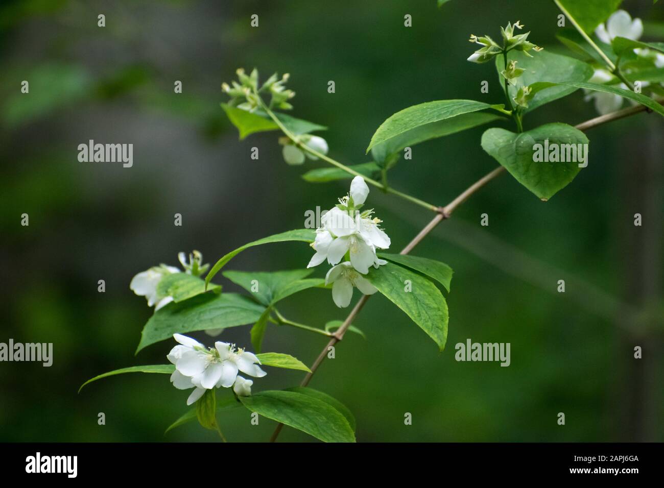 Weiße Blüte am Baumzweig im Frühjahr blüht an einem wolkigen Tag Stockfoto