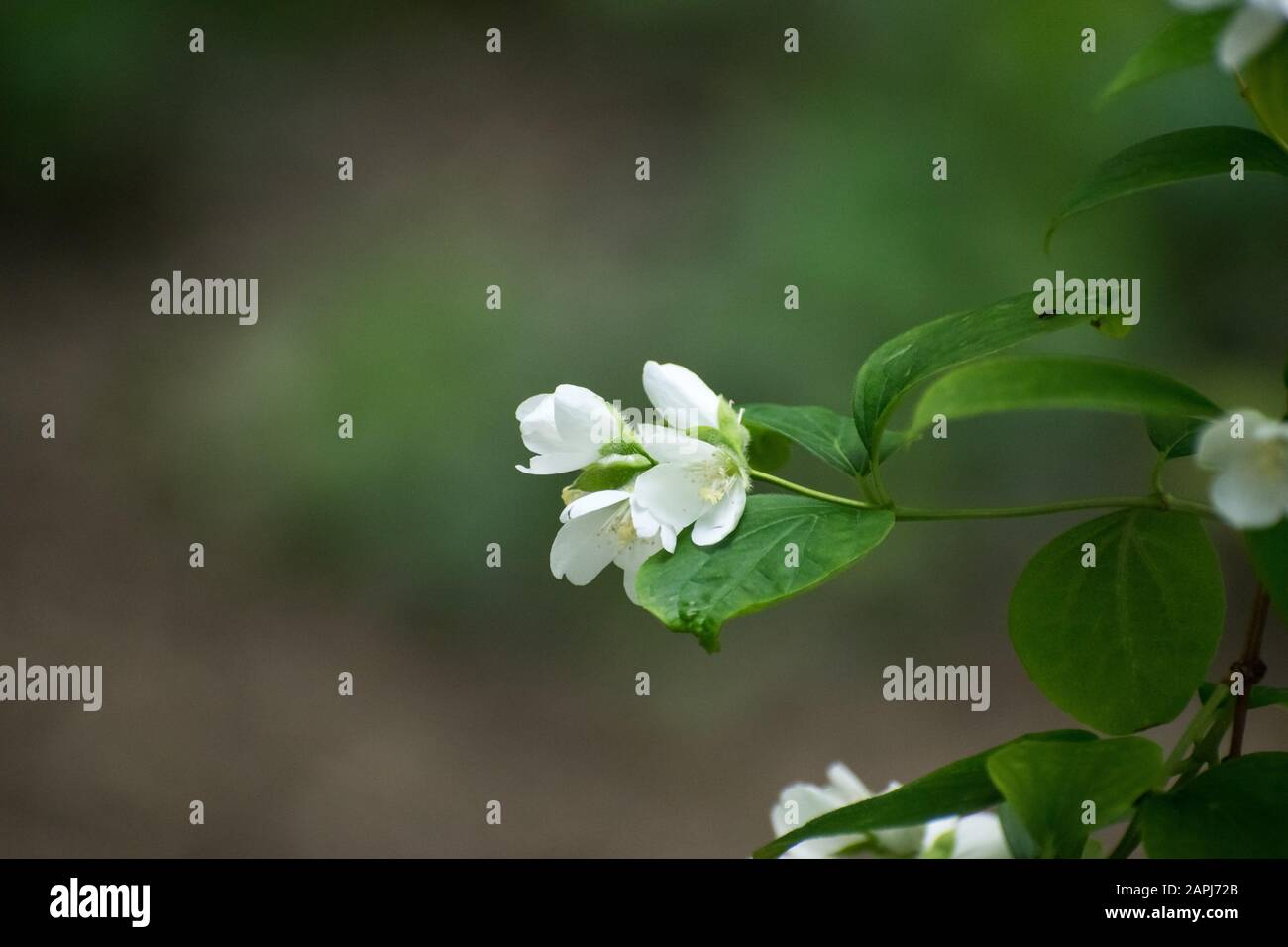 Weiße Blüte am Baumzweig im Frühjahr blüht an einem wolkigen Tag Stockfoto