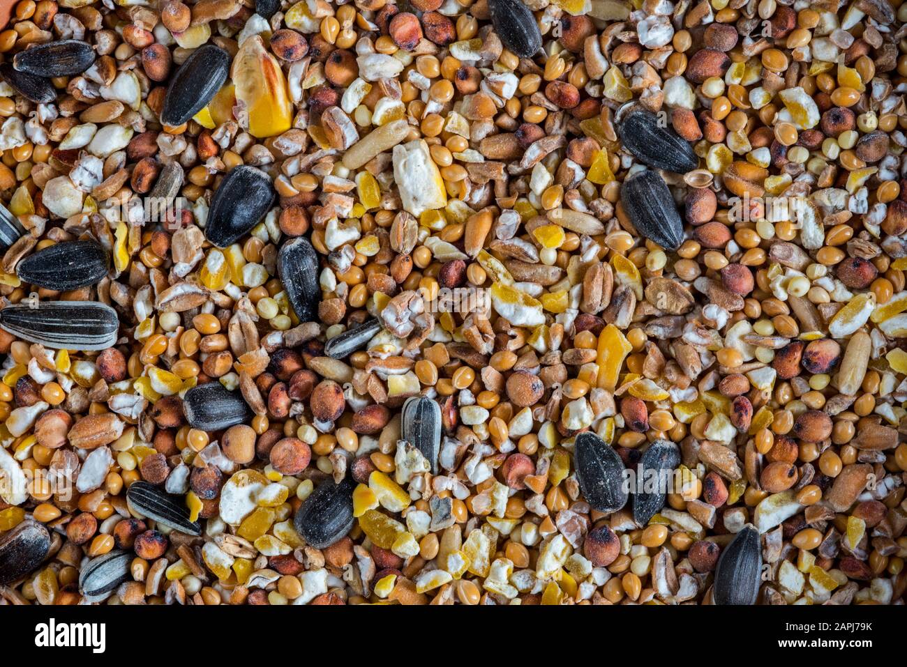 Nahaufnahme der Samenmischung als Wintervogelnahrung für Gartenvögel, die Sonnenblumenkerne, Weizenkörner, Maiskörner, Hirse und Hafer enthalten Stockfoto