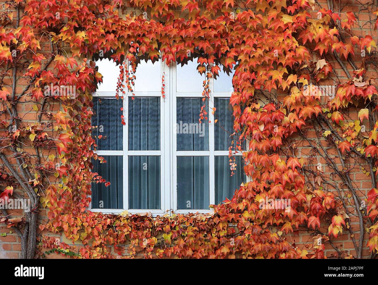 Die dreizackige Jungfernrebe (Parthenocissus tricuspidata) ist in jeder Jahreszeit schön anzusehen. Im Herbst sind fast alle begeistert Stockfoto