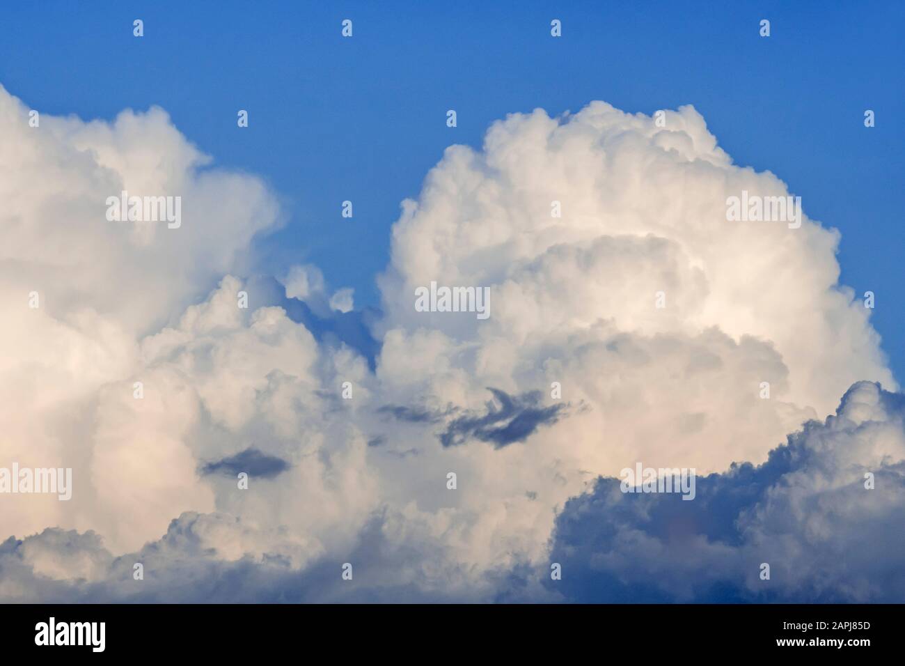 Die sich entwickelnde Cumulus Congestus Cloud, auch bekannt als hoch aufragende cumulus-wolken Stockfoto