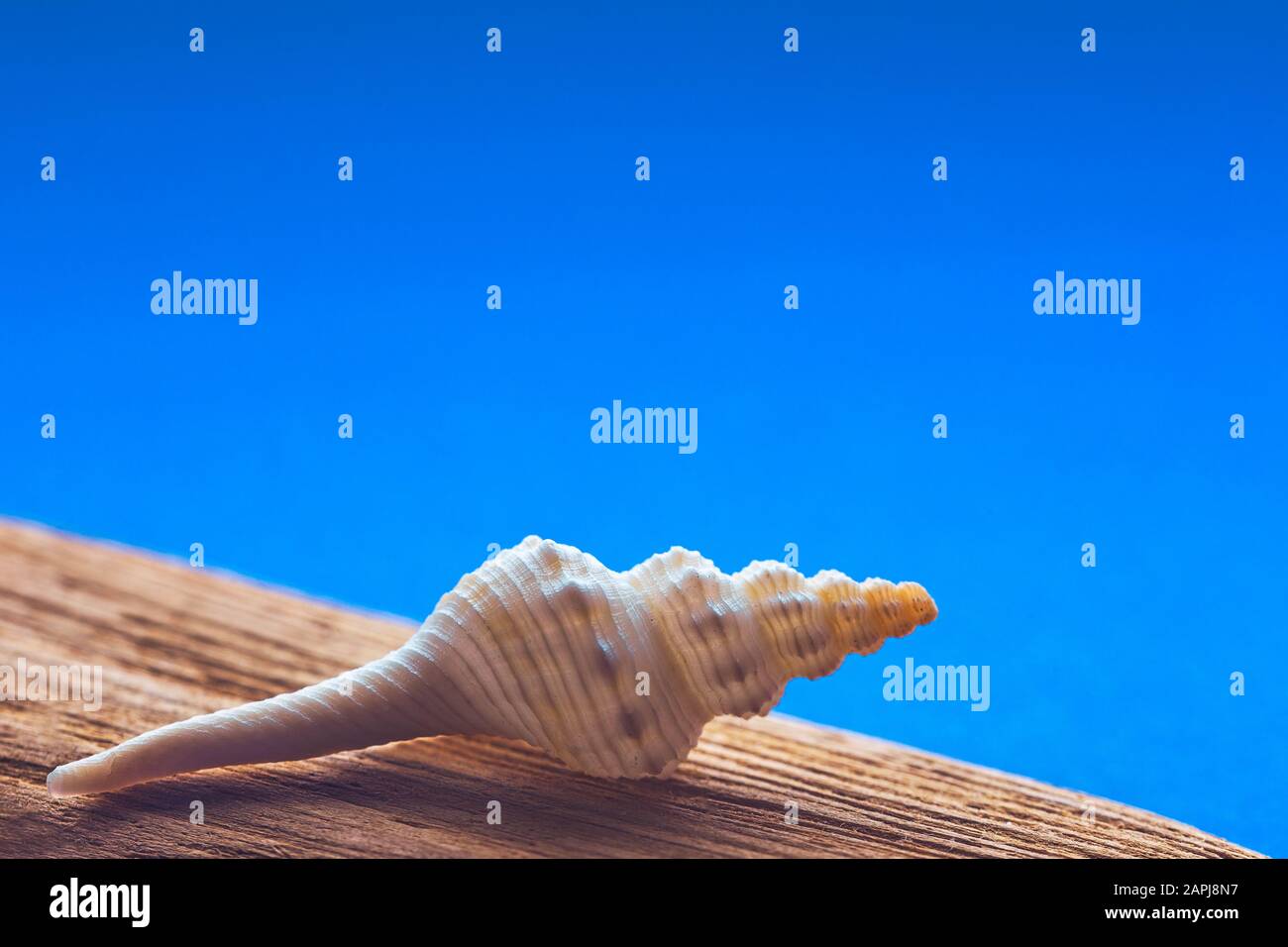 Schale auf einem Holz im blauen Hintergrund Stockfoto