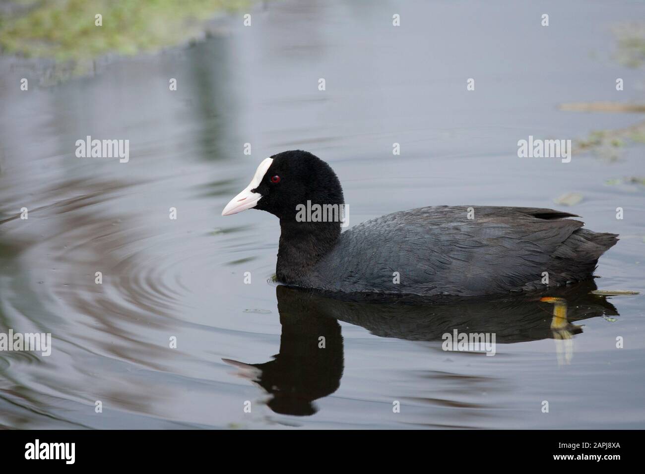 Coot, Fulica atra, ein Erwachsener, der auf Wasser ruht. Rainham Marshes, Essex, Großbritannien. Stockfoto