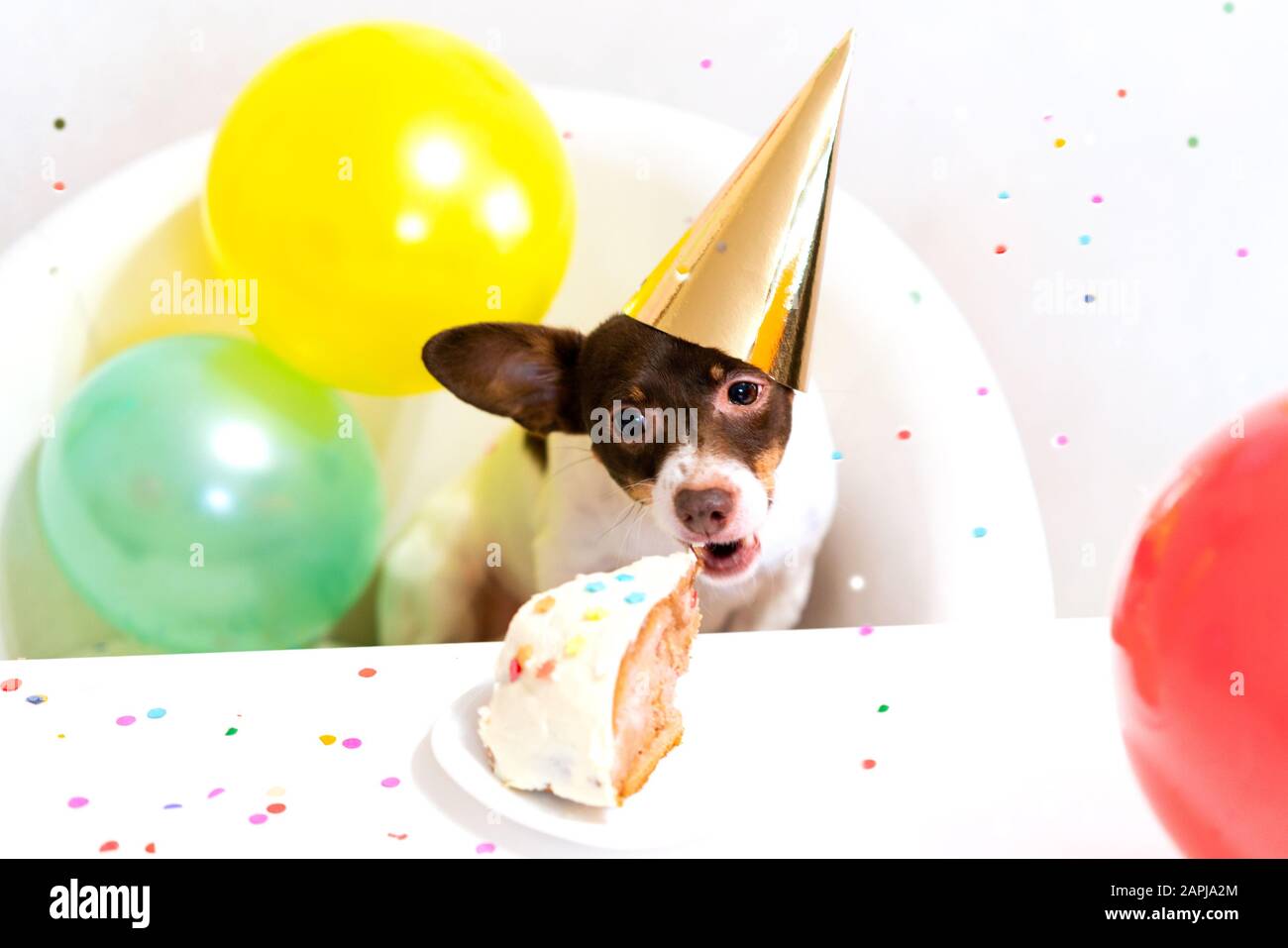 Niedlicher kleiner lustiger Hund in Partyhut mit Geburtstagskuchen, der Geburtstagskuchen zum Geburtstag isst. Geburtstagsparty für Hunde. Häusliches Tierliebe- und Verwöhnkonzept. Stockfoto