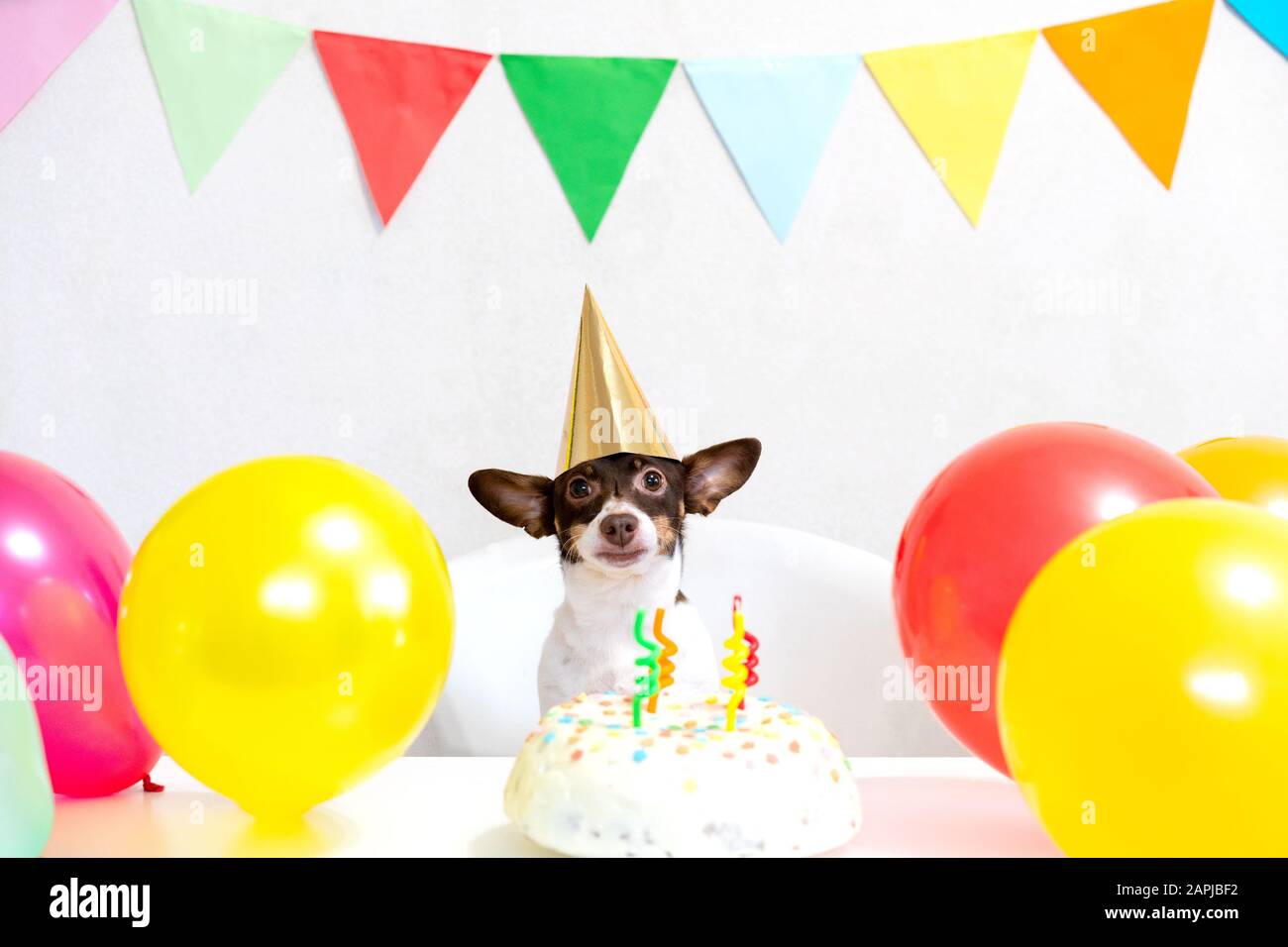 Süßer kleiner lustiger Hund mit Geburtstagskuchen und einem Party-Karneval-Hut, der seinen Geburtstag feiert. Alles gute zum Geburtstag. Häusliches Tierliebe- und Verwöhnkonzept. Stockfoto