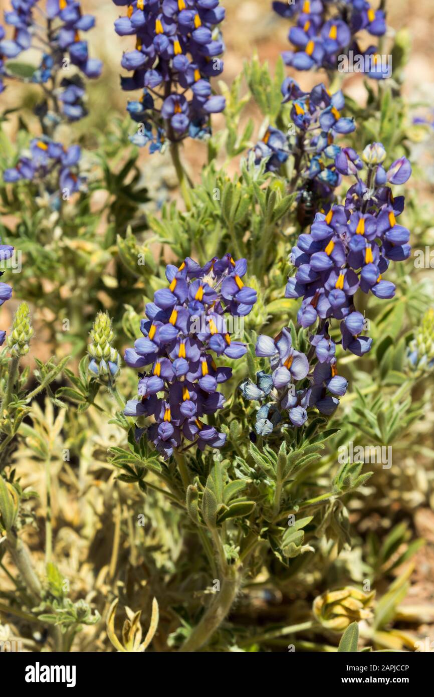 Wilde Lupinen blühen in der Atacama-Wüste auf 13.000 Fuß im chilenischen Altiplano Stockfoto