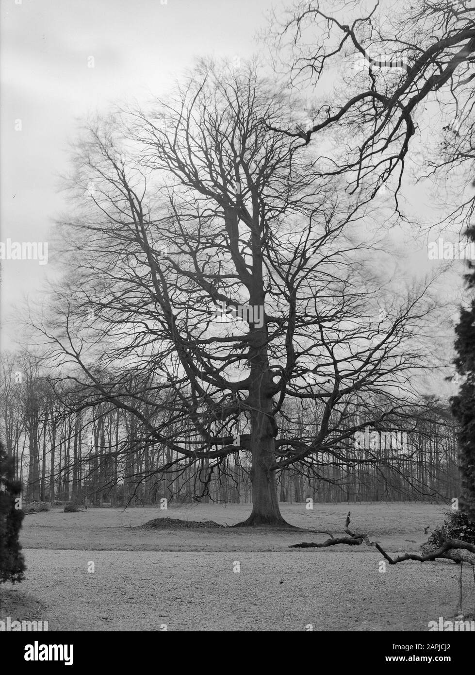 Buche, Braunbuche Datum: August 1949 Ort: Bennekom Stichwörter: Buche Personenname: Braunbuche Stockfoto