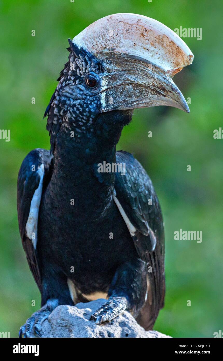 Silberner angefeuchteter Hornbill im Manyara-See, Tansania Stockfoto