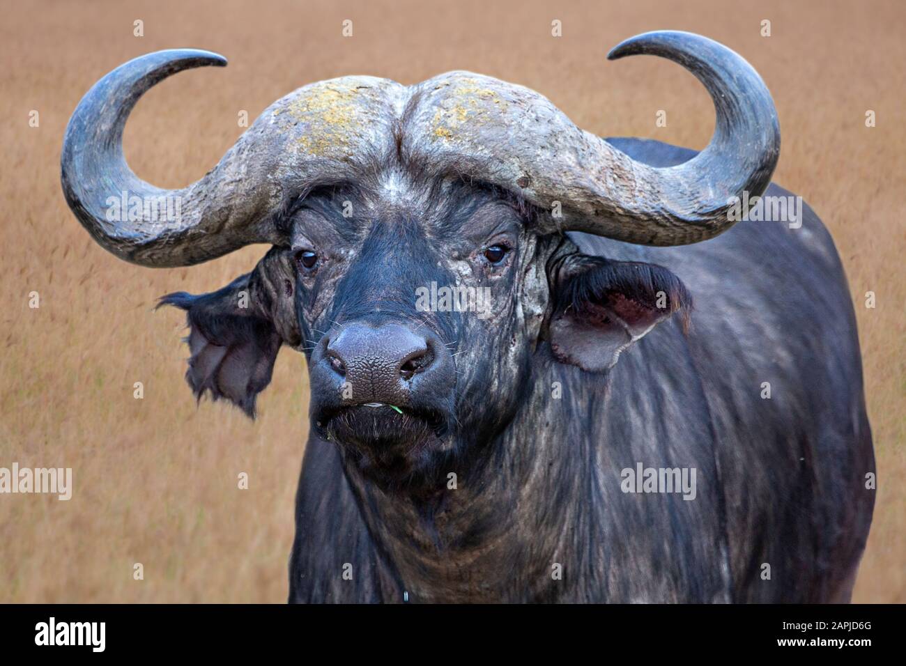 Kapbüffel in Ngorongoro, Tansania, Afrika Stockfoto