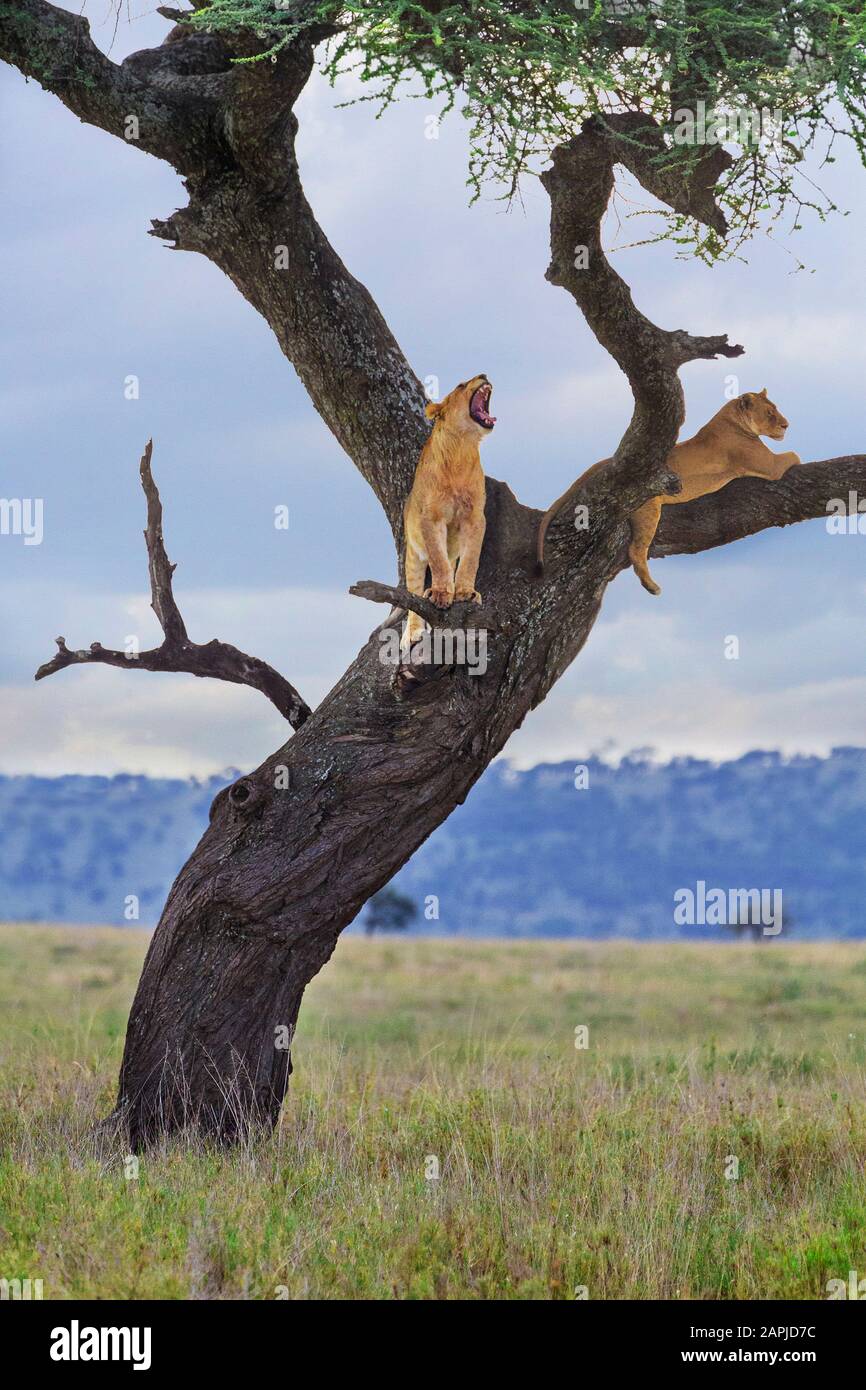 Löwenkuppen im Baum, in Serengeti, Tansania Stockfoto
