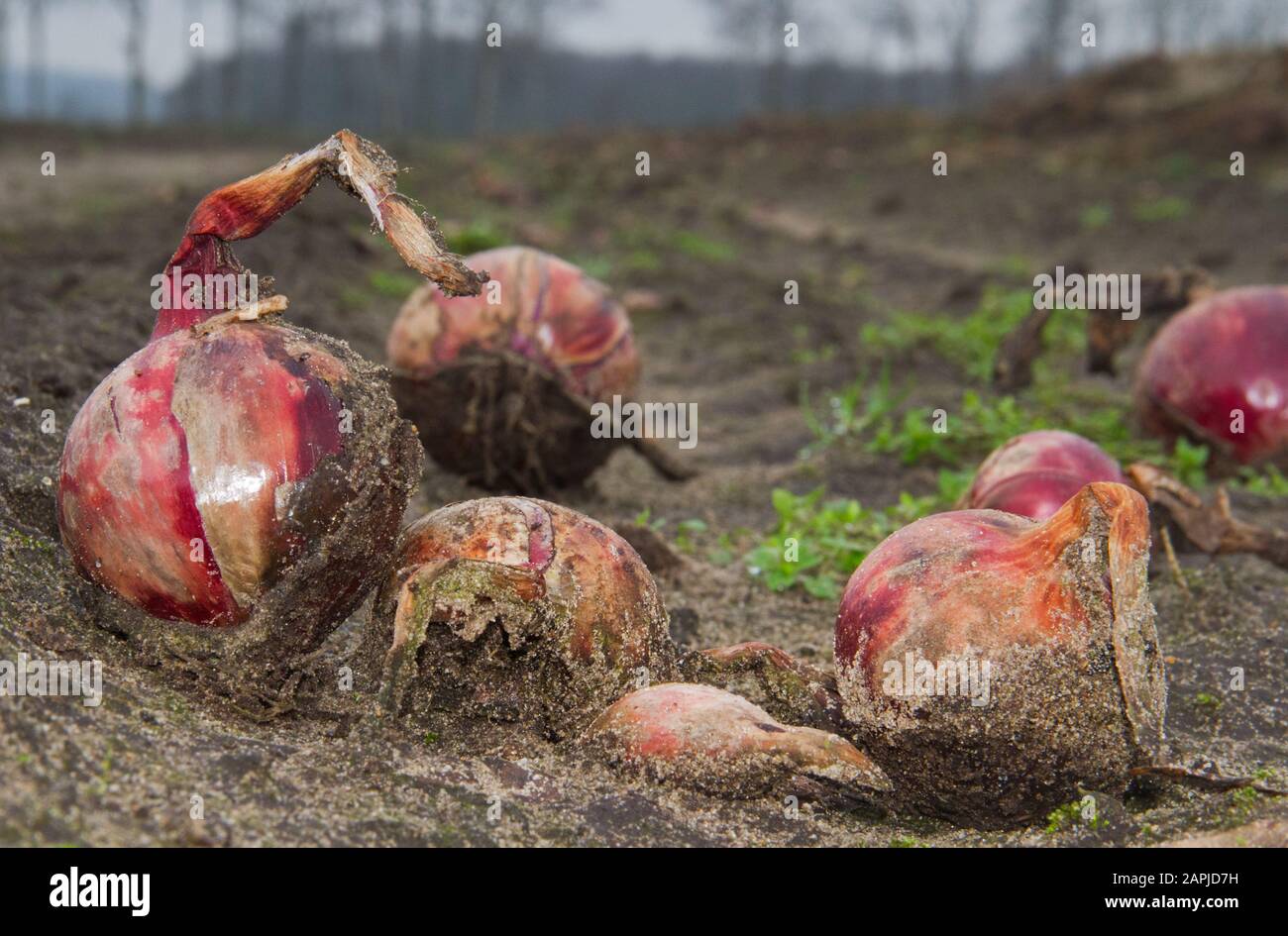 Verrottet Zwiebeln im Winter, nach der Ernte auf dem Feld Stockfoto