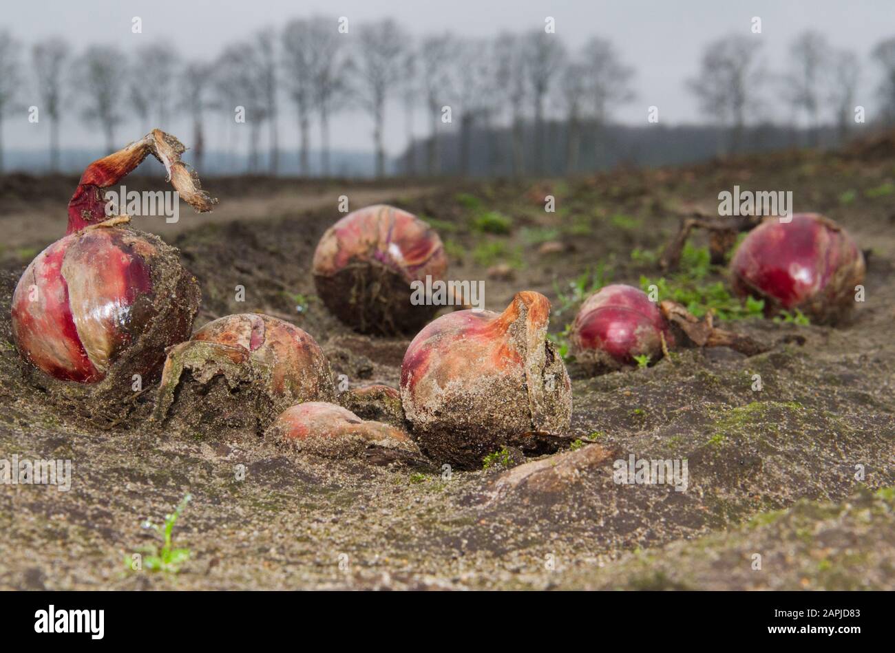 Verrottet Zwiebeln im Winter, nach der Ernte auf dem Feld Stockfoto