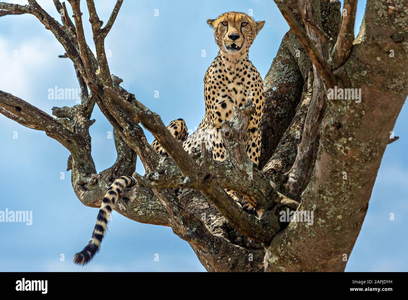 Gepard am Baum in Serengeti, Tansania Stockfoto