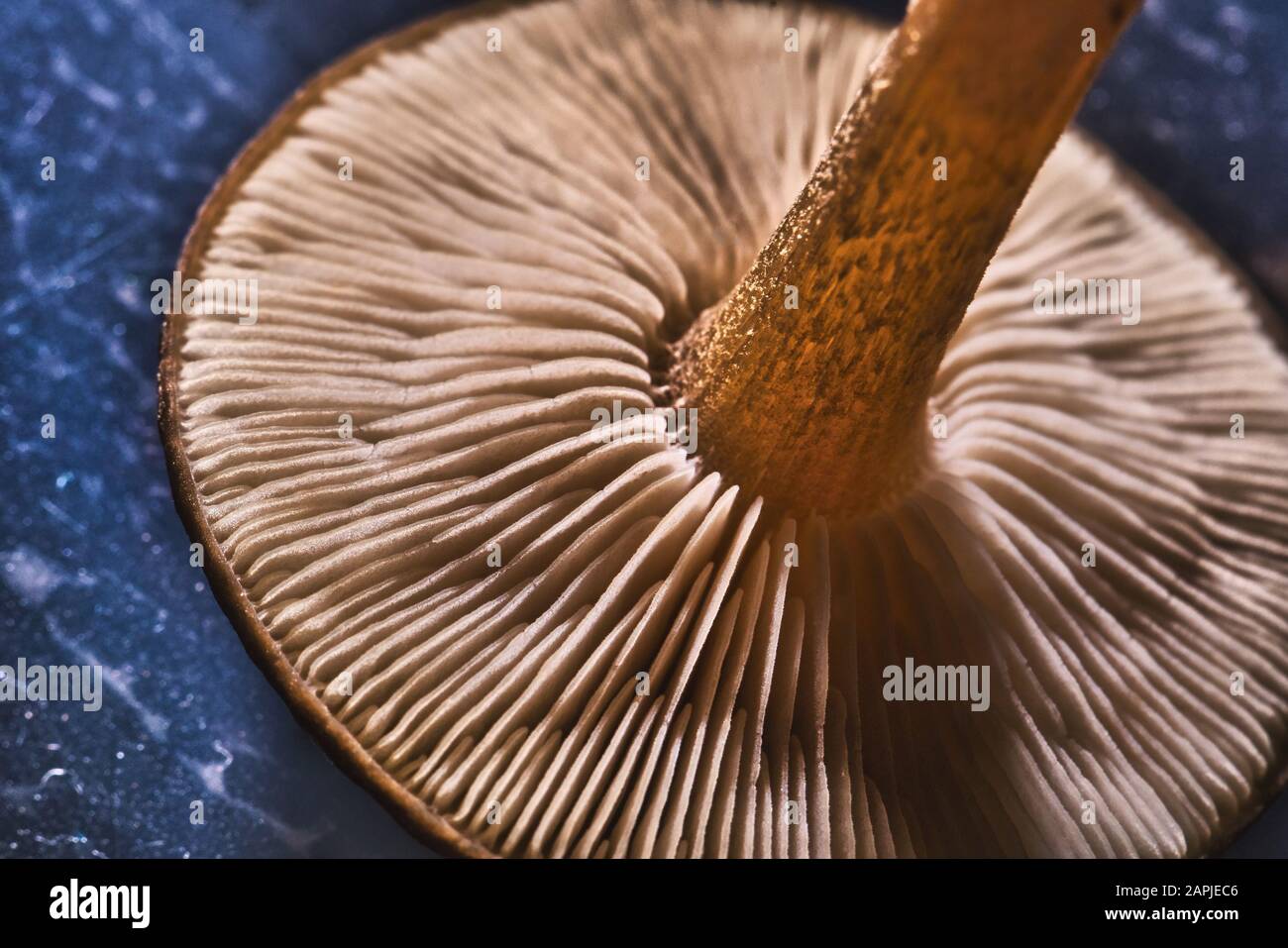 Horizontales Foto mit Detailansicht auf dem unteren Teil des Pilzkopfs. Der Stamm hat eine schöne braune Farbe und der Pilz ist auf blauem Grund platziert. Stockfoto