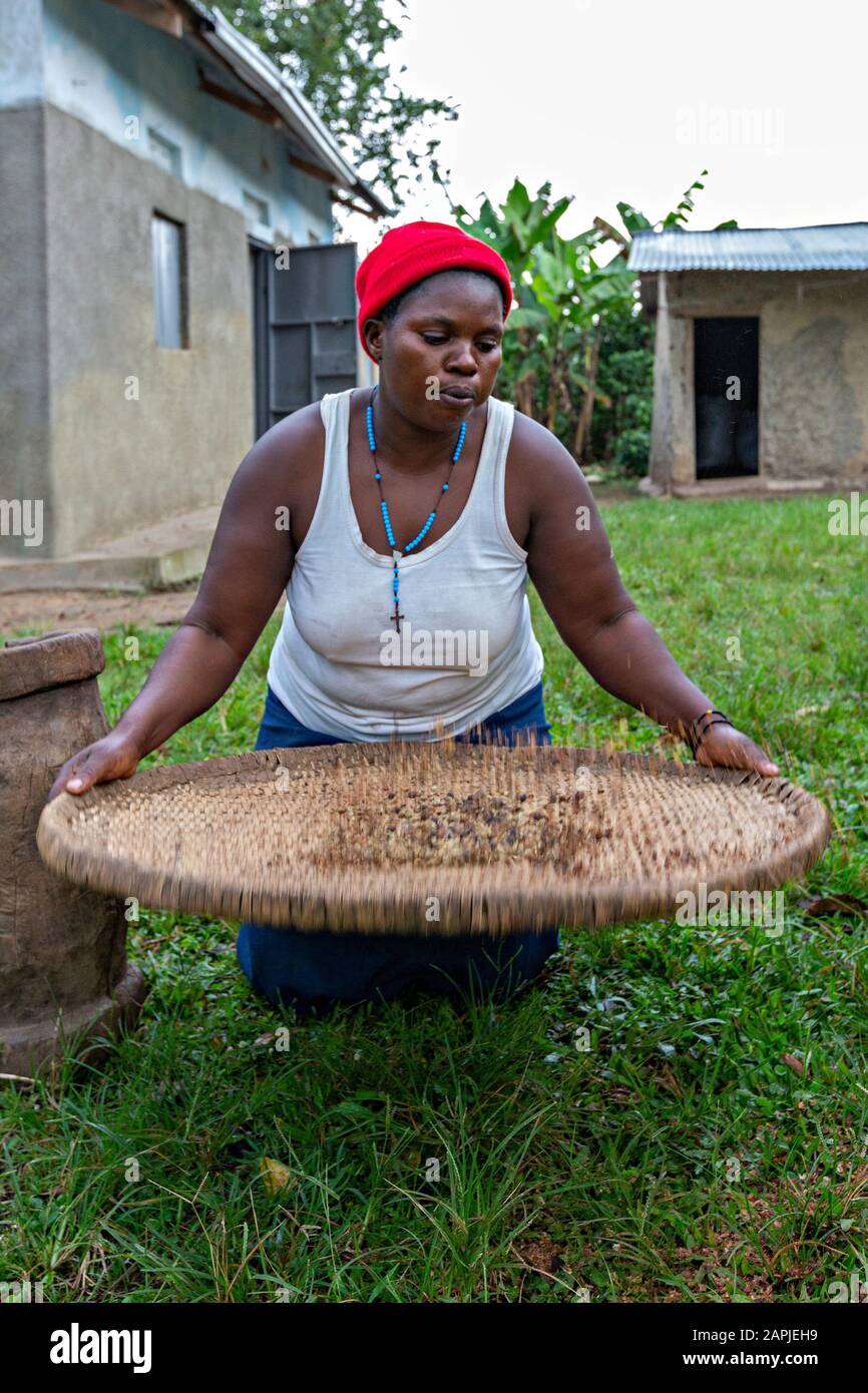 Lokale Frau, die Kaffee mit einem Sieb in Kitwa, Uganda, sieben Stockfoto