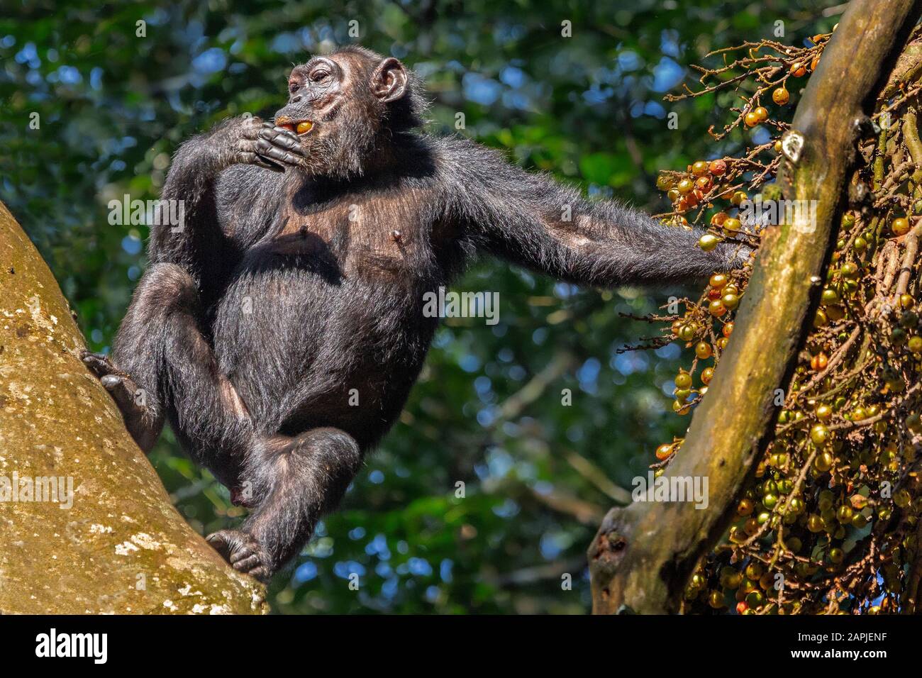 Schimpanse, die Beeren im Kibale Regenwald, in Uganda, Afrika essen Stockfoto