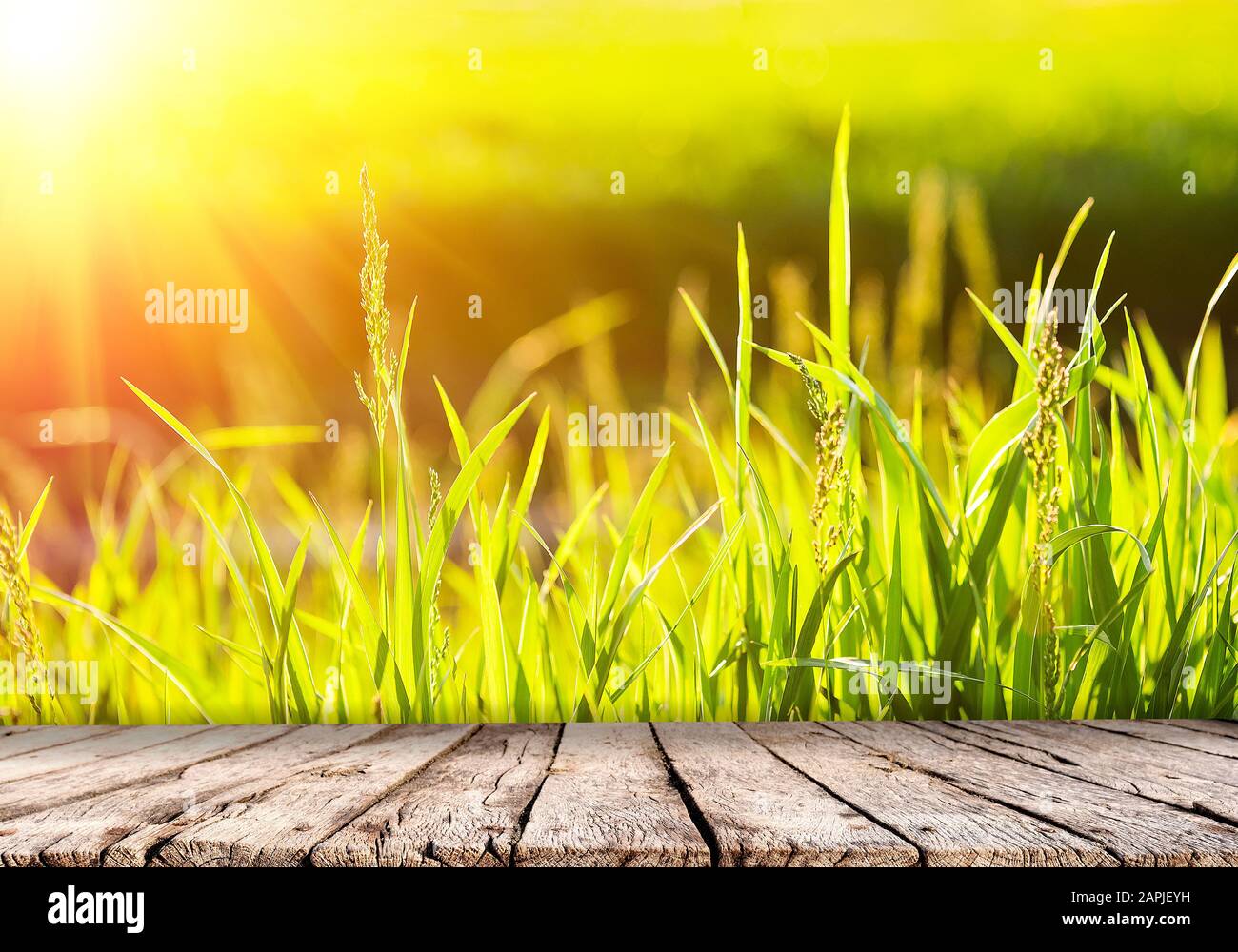 Naturhintergrund mit grünem Gras bei Sonnenuntergang und Holztischplatte Stockfoto
