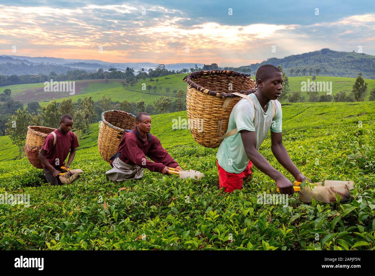 Einheimische Männer pflücken Teeblätter in Kibale, Uganda Stockfoto