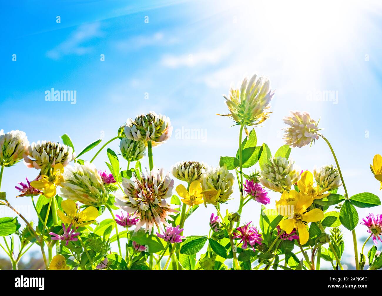 Wildblumen gegen blauen Himmel an sonnigen Tagen Stockfoto