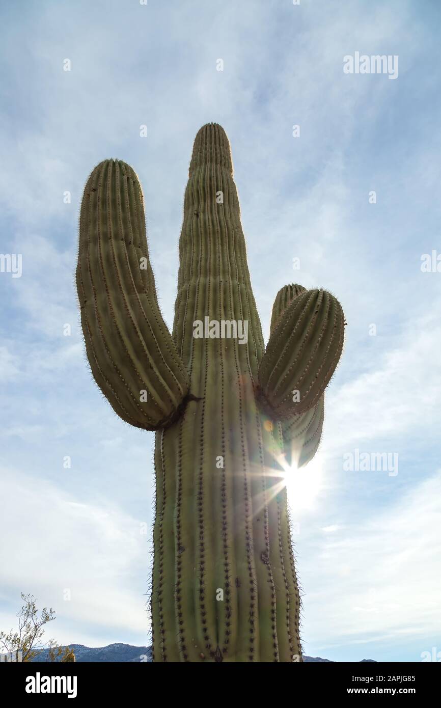 Nahaufnahme in einem Saguaro-Kaktus (Carnegiea gigantea), Saguaro-Nationalpark, Arizona, USA. Stockfoto