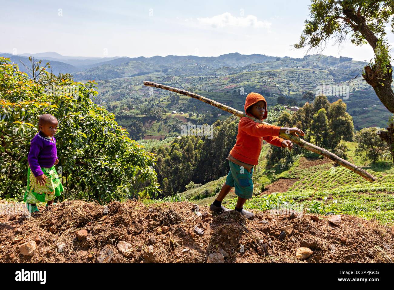 Kinder, die auf dem Hügel, an den Teeplantagen, in Bwindi, in Uganda spazieren gehen Stockfoto