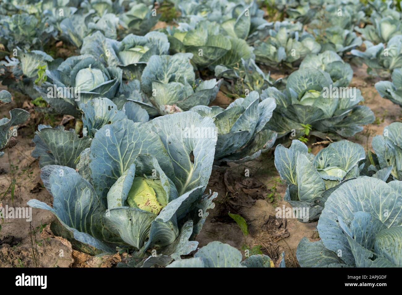 Feld voller einer zweijährigen Pflanze namens Kohl Stockfoto