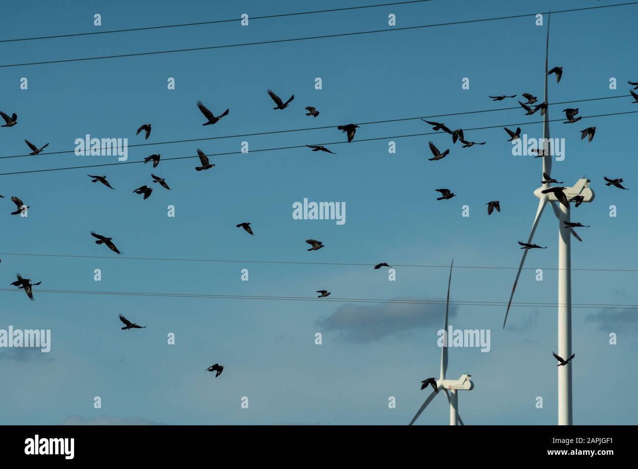Eine Schar schwarzer Vögel, die vor Windrädern fliegen Stockfoto