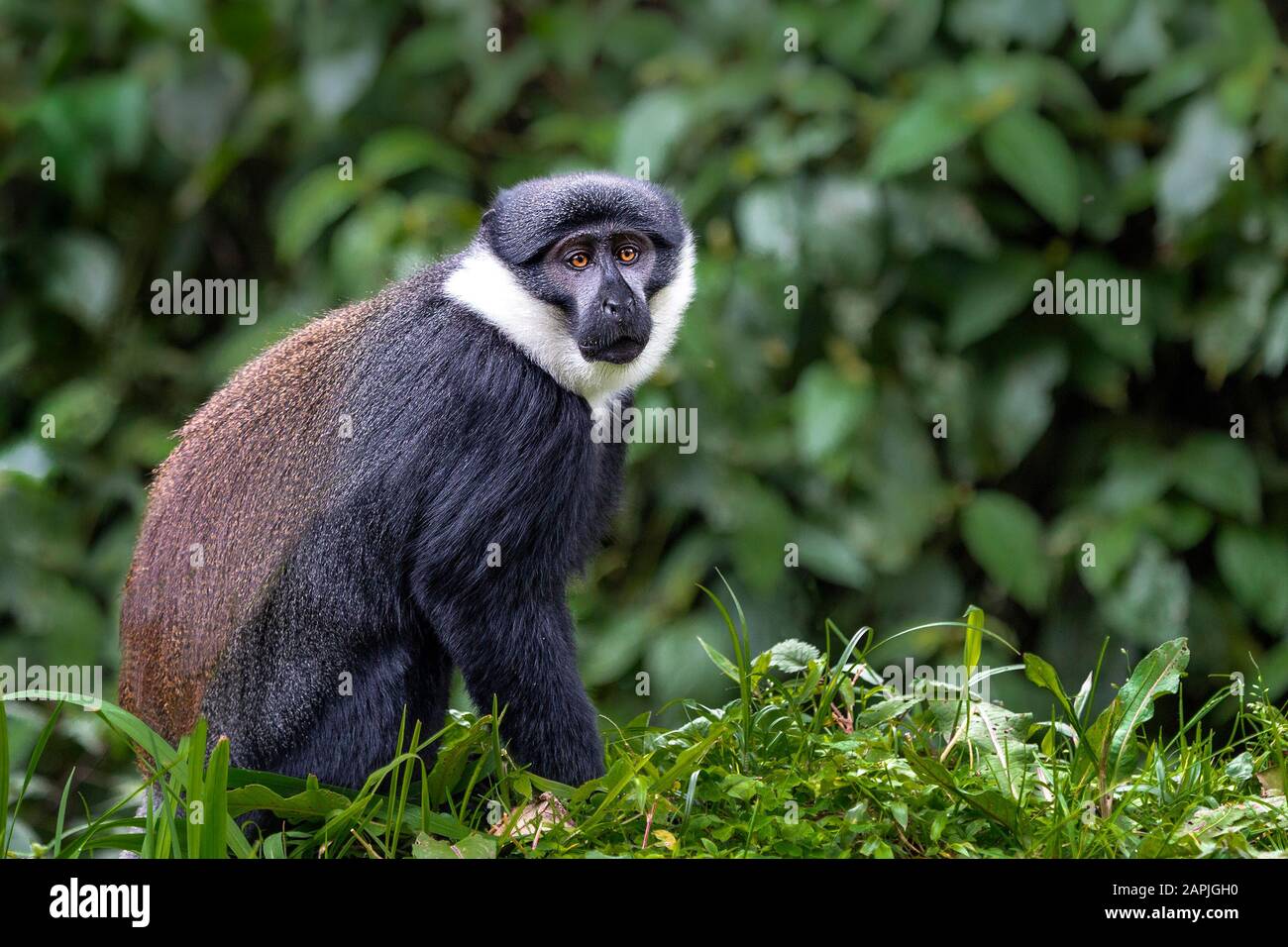 Sykes Monkey in Uganda, Afrika Stockfoto