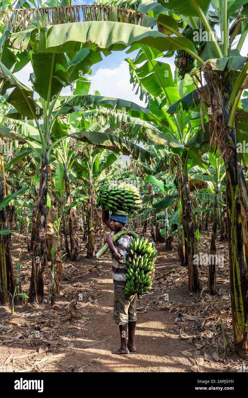 Mann, der Bananen in Kitwa, Uganda, trägt Stockfoto