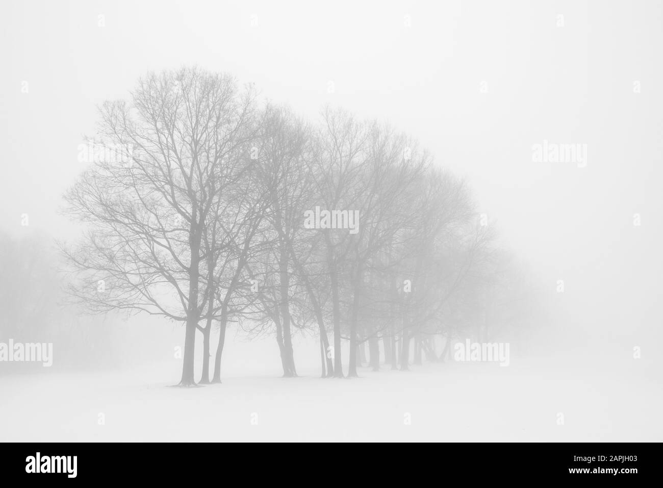 Nebelige Winterszene mit Bäumen Stockfoto