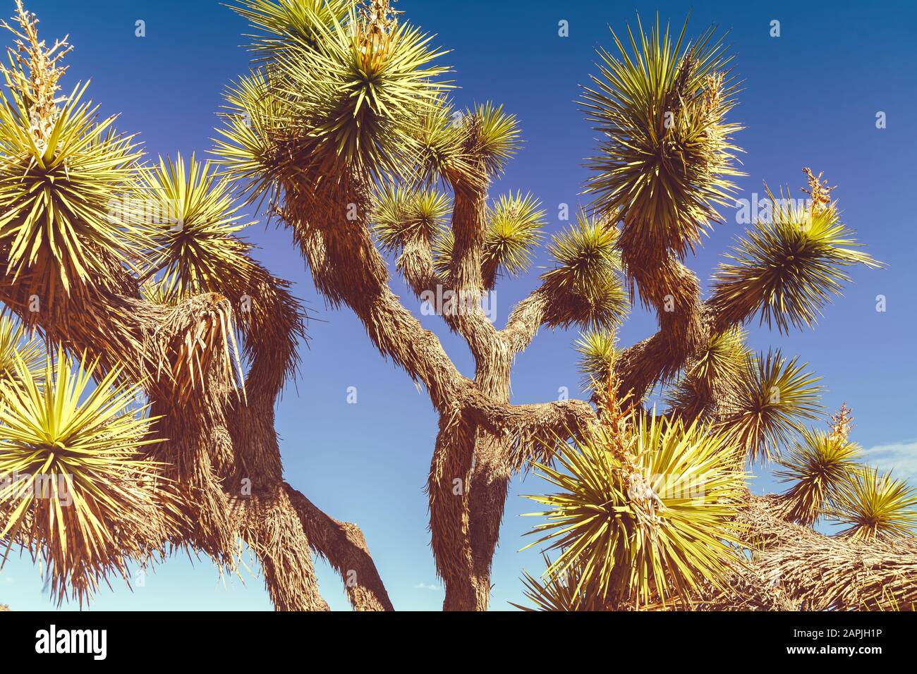 Schließen Sie sich an einem Joshua-Baum, Yucca Brevifolia, Joshua Tree National Park, Kalifornien, Vereinigte Staaten. Stockfoto