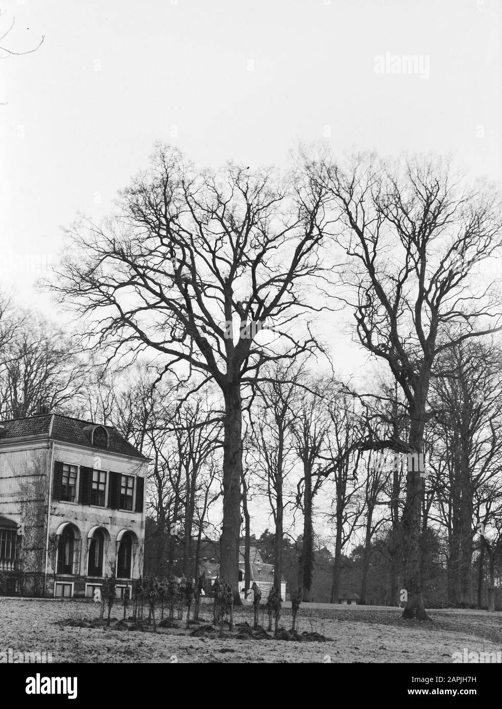 Bäume, Eiche, Landgoed de Treek Datum: Undatierter Ort: Maarn Stichwörter: Bäume Personenname: Eiche, Landgoed de Treek Stockfoto