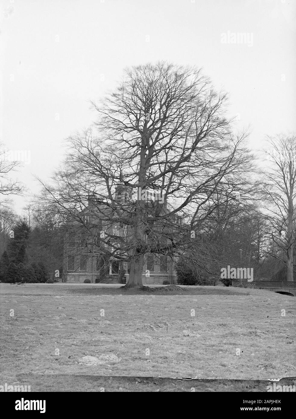 Bäume, Burgen, Braunbuchen, Hoekelum Datum: Undatierter Ort: Bennekom Stichwörter: Bäume, Burgen Personenname: Braunbuche, Hoekelum Stockfoto
