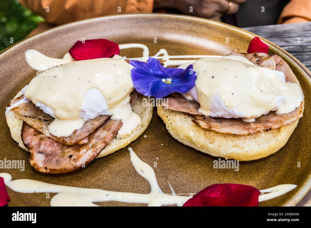 Eier Benedict auf Schinken mit Hollandaise-Sauce auf getoasteten Focaccia, River Cottage Café, Ōtaki, North Island, Neuseeland Stockfoto