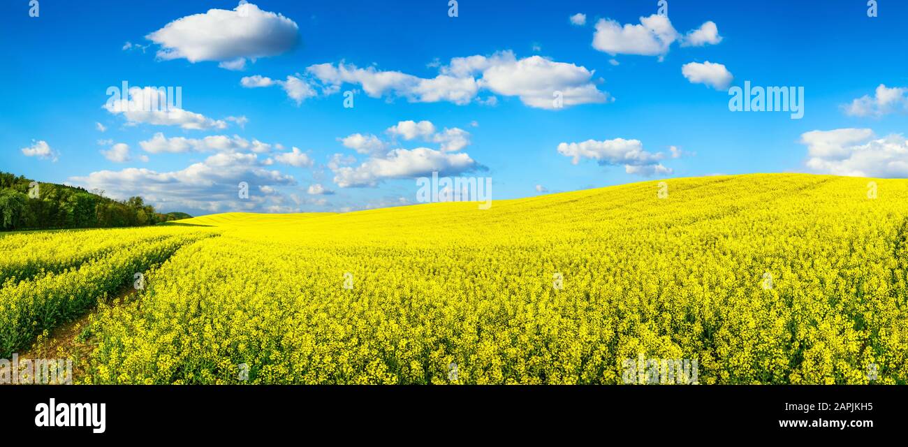 Panoramalandschaft mit einem riesigen Feld von blühendem hellgelbem Raps auf einem Hügel, mit lebhaftem blauem Himmel und weißen Wolken Stockfoto