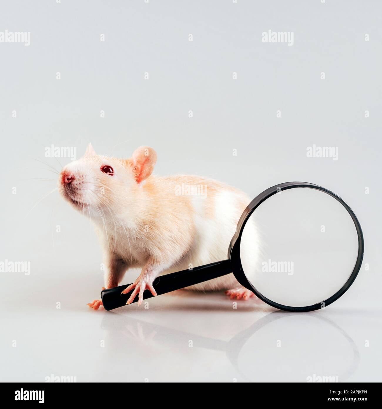Weiß beige Ratte sitzend mit einer großen Lupe Lupe in die Pfoten, Stockfoto