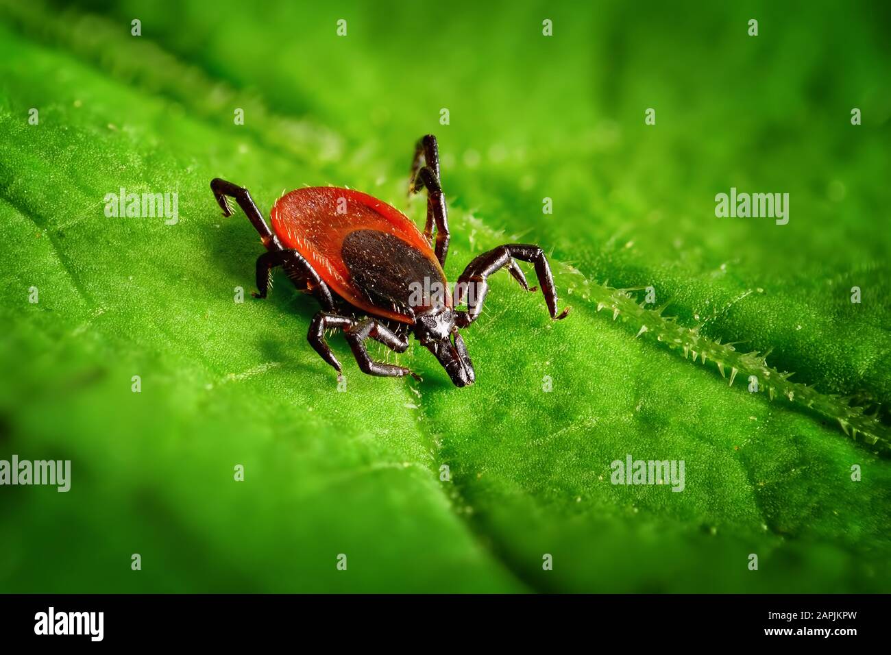 Rotes Zeckenschaben auf einem grünen Blatt, scharfe Nahaufnahme Stockfoto
