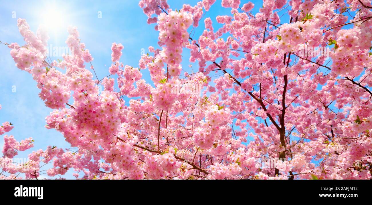 Blühende Kirschbäume mit ihrem Pink über dem schönen blauen Himmel mit der hellen Sonne Stockfoto