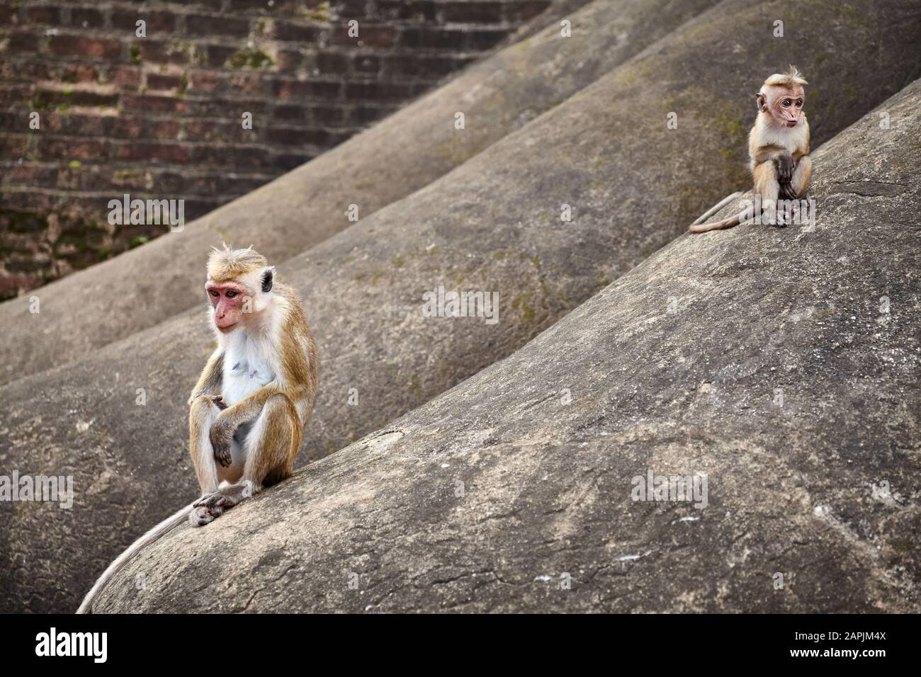 Toque Macaque Mutter und Baby auf einem Felsen, Sri Lanka. Stockfoto