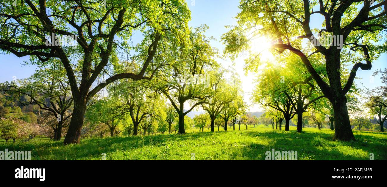 Schöne grüne Panoramalandschaft im Frühjahr oder Sommer, Bäume in einer Reihe auf einer Wiese und die Sonne leuchten hell Stockfoto